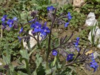 Anchusa azurea 33, Blauwe ossentong, Saxifraga-Harry Jans