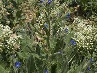 Anchusa italica 2, Saxifraga-Willem van Kruijsbergen