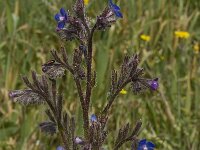 Anchusa italica 8, Saxifraga-Willem van Kruijsbergen