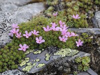 Androsace alpina 49, Saxifraga-Luuk Vermeer