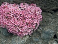 Androsace alpina 63, Saxifraga-Jan van der Straaten