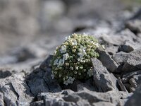 Androsace helvetica 17, Saxifraga-Luuk Vermeer