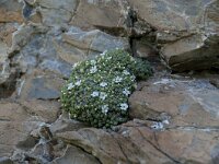 Androsace helvetica 18, Saxifraga-Luuk Vermeer