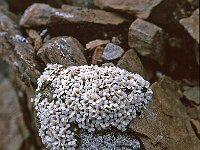 Androsace helvetica 9, Saxifraga-Luuk Vermeer