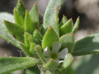 Androsace maxima 2, Saxifraga-Rutger Barendse