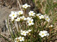 Androsace obtusifolia 11, Saxifraga-Harry Jans