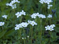 Androsace obtusifolia 2, Saxifraga-Willem van Kruijsbergen