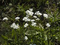 Androsace obtusifolia 3, Saxifraga-Willem van Kruijsbergen