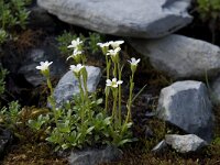 Androsace obtusifolia 8, Saxifraga-Willem van Kruijsbergen