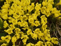 Androsace vitaliana 27, Saxifraga-Harry Jans