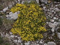 Androsace vitaliana 29, Saxifraga-Harry Jans