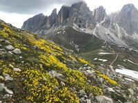 Androsace vitaliana 30, habitat, Saxifraga-Harry Jans
