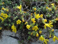 Androsace vitaliana ssp cinerea 12, Saxifraga-Jan van der Straaten