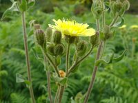 Andryala integrifolia 23, Saxifraga-Hans Grotenhuis