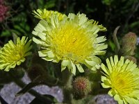 Andryala integrifolia 24, Saxifraga-Hans Grotenhuis
