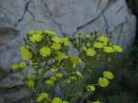 Andryala integrifolia 3, Saxifraga-Dirk Hilbers