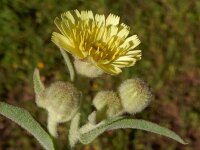 Andryala integrifolia 7, Saxifraga-Peter Meininger