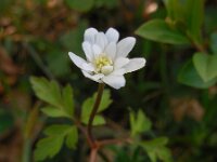 Anemone apennina 10, Blauwe anemoon, Saxifraga-Ed Stikvoort