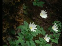 Anemone apennina 2, Saxifraga-Eugen Schaub