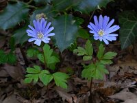 Anemone apennina 8, Blauwe anemoon, Saxifraga-Ed Stikvoort
