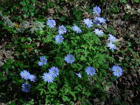 Anemone apennina 9, Blauwe anemoon, Saxifraga-Ed Stikvoort