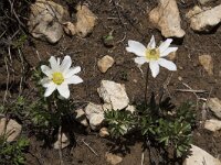 Anemone baldensis 2, Saxifraga-Willem van Kruijsbergen