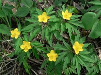 Anemone ranunculoides 13, Gele anemoon, Saxifraga-Jan Willem Jongepier