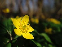 Anemone ranunculoides 22, Gele anemoon, Saxifraga-Hans Dekker
