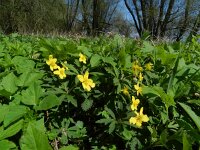 Anemone ranunculoides 27, Gele anemoon, Saxifraga-Rutger Barendse