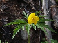 Anemone ranunculoides 28, Gele anemoon, Saxifraga-Jeroen Willemsen