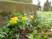 Anemone ranunculoides 30, Gele anemoon, Saxifraga-Rutger Barendse