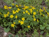 Anemone ranunculoides 31, Gele anemoon, Saxifraga-Jan Nijendijk