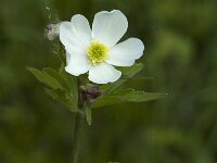 Anemone sylvestris 2, Grote anemoon, Saxifraga-Jan van der Straaten