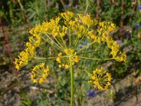 Anethum graveolens 11, Dille, Saxifraga-Ed Stikvoort : dille Sint-Laurens 2e x