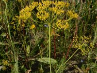 Anethum graveolens 12, Dille, Saxifraga-Ed Stikvoort : dille Sint-Laurens 2e x