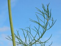 Anethum graveolens 19, Dille, Saxifraga-Ed Stikvoort : dille Sint Laurens