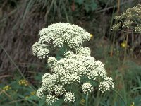 Angelica razulii 2, Saxifraga-Jan van der Straaten