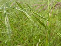 Anisantha diandra 10, Hoge dravik, Saxifraga-Rutger Barendse