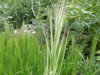 Anisantha diandra 2, Hoge dravik, Saxifraga-Rutger Barendse