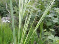 Anisantha diandra 3, Hoge dravik, Saxifraga-Rutger Barendse