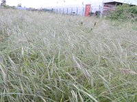 Anisantha diandra 4, Hoge dravik, Saxifraga-Rutger Barendse