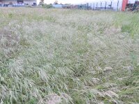 Anisantha diandra 5, Hoge dravik, Saxifraga-Rutger Barendse