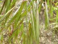 Anisantha diandra 8, Hoge dravik, Saxifraga-Rutger Barendse