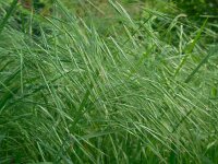 Anisantha sterilis 4, IJle dravik, Saxifraga-Ed Stikvoort