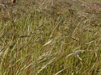 Anisantha sterilis 5, IJle dravik, Saxifraga-Ed Stikvoort