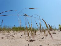 Anisantha sterilis 6, IJle dravik, Saxifraga-Ed Stikvoort