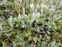 Antennaria carpatica 4, Saxifraga-Rutger Barendse