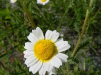 Anthemis mixta 2, Saxifraga-Rutger Barendse