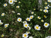 Anthemis mixta 5, Saxifraga-Rutger Barendse