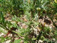 Anthemis mixta 6, Saxifraga-Rutger Barendse